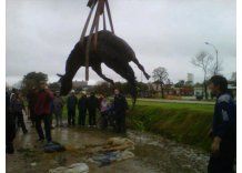 Yegua falleció tras ser abandonada y caer al arroyo Malvín