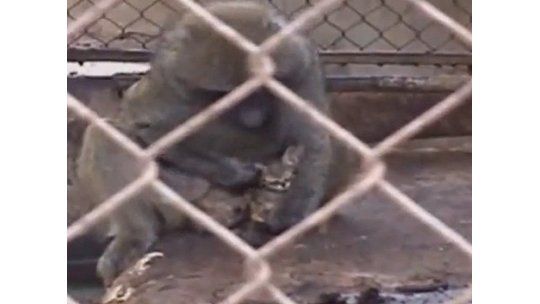 Un mono adoptó a un gato en un zoológico israelí