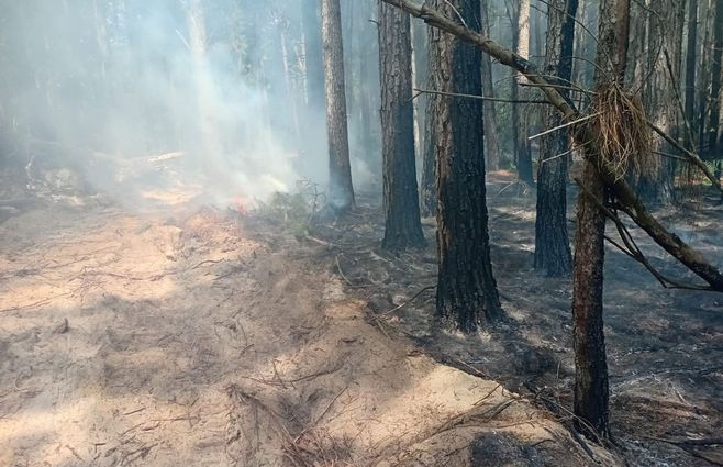 Incendio forestal en laguna Negra, Rocha. Foto: Bomberos.