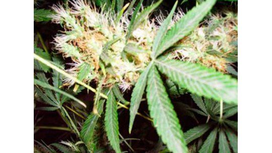 Jóvenes intoxicados por comer galletas hechas con marihuana
