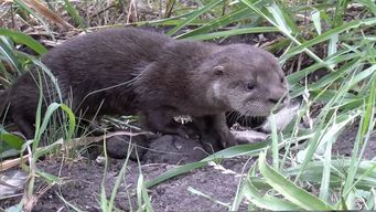 lobito de rio aparecio en las calles de paysandu; fue rescatado y trabajan para que se recupere