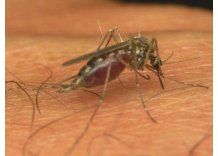 Con el calor llegaron los mosquitos y la Intendencia está alerta