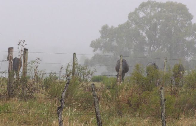 establecimiento-caballos-lluvia-campo.jpg