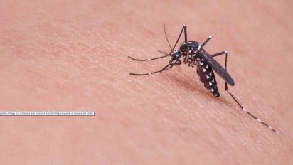 confirmaron la aparicion de dos casos de dengue importado