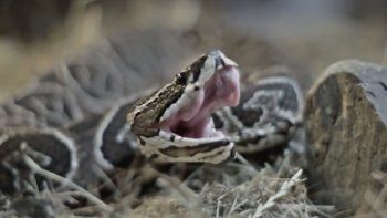 Mordeduras de serpientes: qué hacer y qué no en caso de accidente y dónde encontrar suero antiofídico