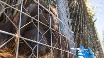 zoologico en chile comienza a vacunar a animales contra el covid-19