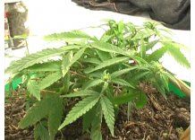 Ministro de Suprema Corte apoya legalización de marihuana