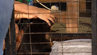 se realizo en el velodromo una jornada de adopcion de animales y feria vegana