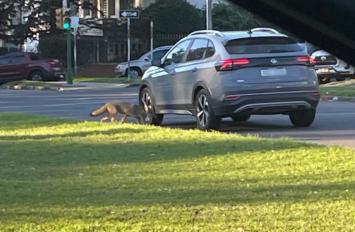 Foto cedida a Subrayado. El zorro en la zona de Parque Batlle, en la mañana de este miércoles. Foto cedida a Subrayado. El zorro en la zona de Parque Batlle, en la mañana de este miércoles.