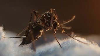 msp emitio recomendaciones a viajeros que regresan a uruguay para prevenir contagios por dengue