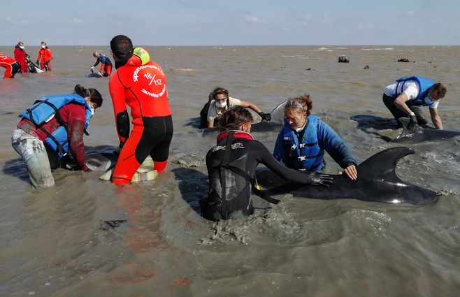 En algunas épocas del año se desorientan por la pesca. Foto: AFP