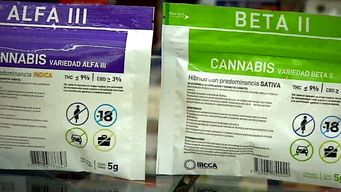 regulacion de cannabis bajo de 70% a 6% la venta por narcotrafico de esta sustancia, segun junta de drogas