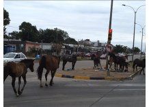 Caballos sueltos complican el tránsito en General Flores
