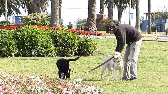 caca perro rambla