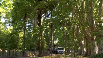 jardin japones estuvo cerrado este jueves por tala de palmeras afectadas para evitar propagacion del picudo rojo