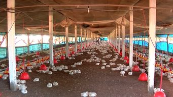 suspenden de forma provisoria la emergencia sanitaria por gripe aviar