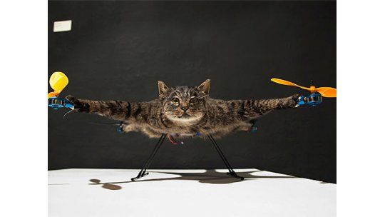 Un artista holandés convirtió a su gato muerto en un helicóptero