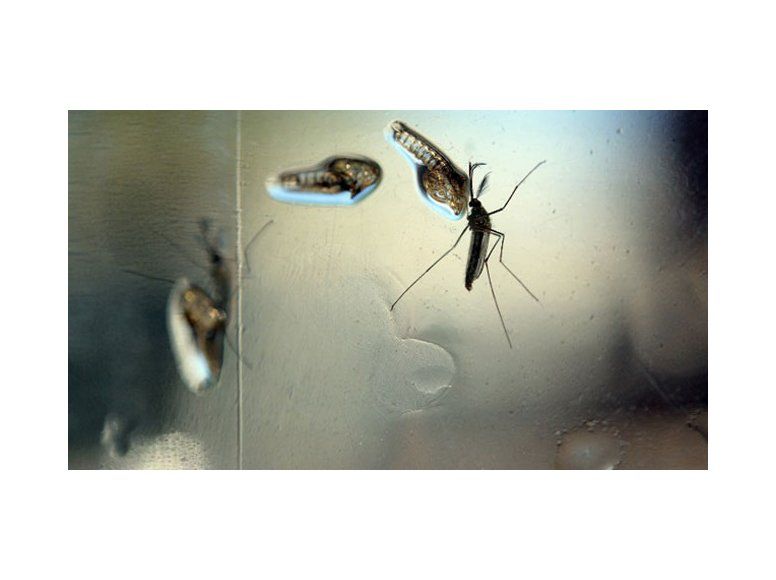 Confirman un caso de dengue importado en Maldonado