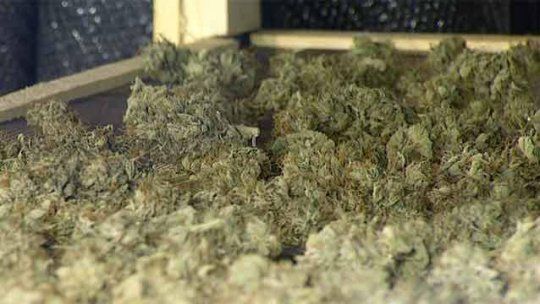 marihuana