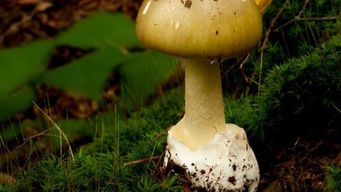 una persona fallecio tras consumir un hongo venenoso: especialistas hablan sobre sintomas y como actuar