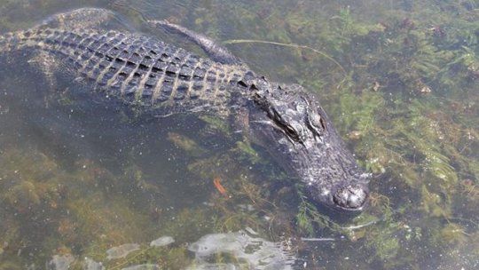 COCODRILO AMERICANO AFP