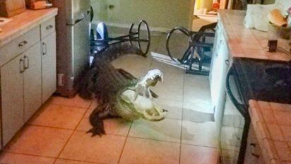 Foto: Twitter&nbsp;@myclearwaterPD&nbsp;