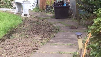basura acumulada fuera de los contenedores provoco aumento en cantidad de roedores
