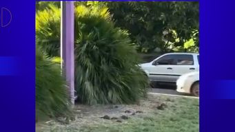 imm trabaja en limpieza de cantero del parque rodo que se viralizo en un video por presencia de ratas