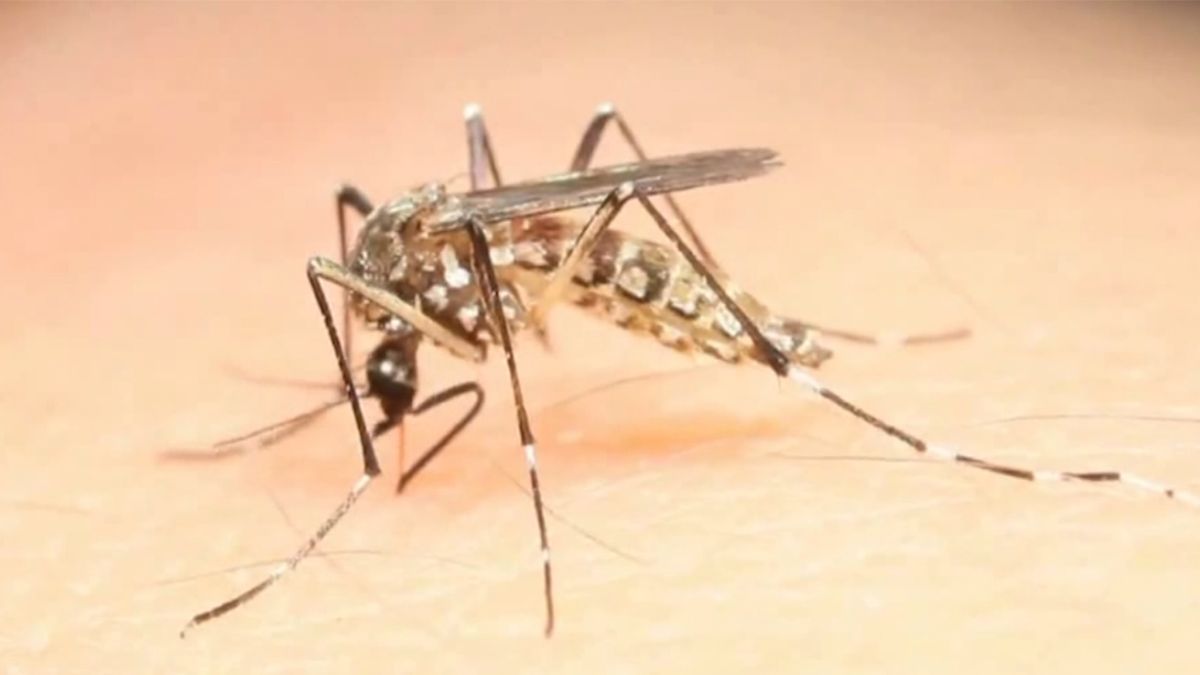 Salud Pública confirmó un nuevo caso de dengue; ahora en Pocitos