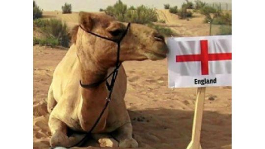 Contundente pronóstico del camello Shaheen: gana Inglaterra