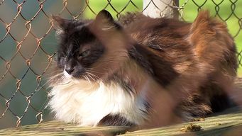 protectora de animales el refugio pide colaboracion para seguir rescatando y cuidando animales abandonados