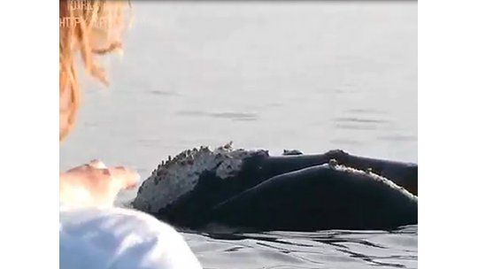 Encuentro cercano con las ballenas en Maldonado
