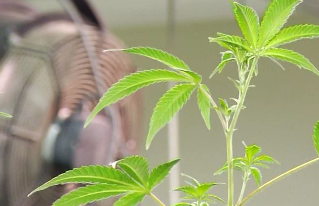 marihuana-plantines-montevideo