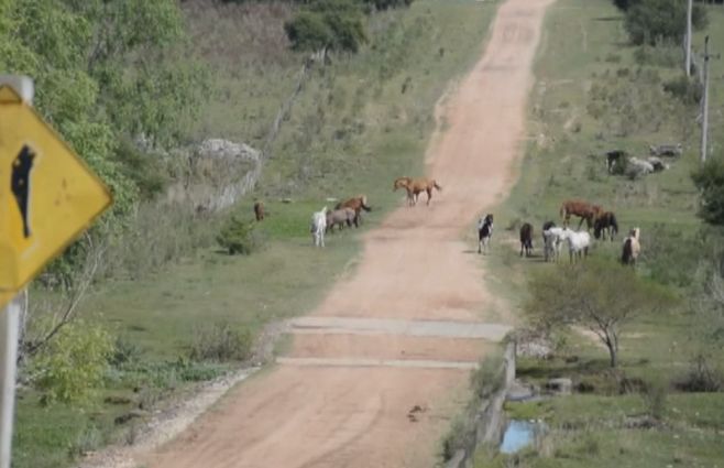 CABALLOS-SUELTOS--PAYSANDÚ--CALLE.jpg