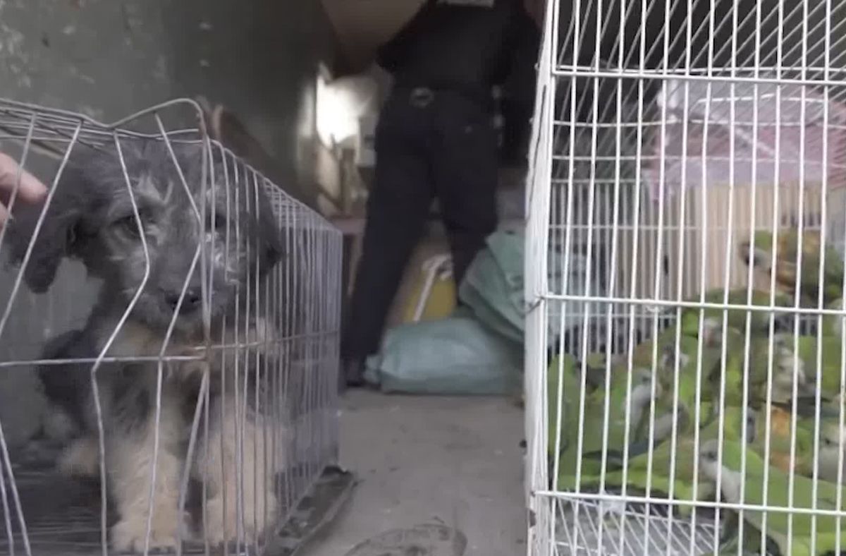 Aves, tortugas, conejos, cobayos y perros incautados en Montevideo: hay un detenido por tráfico y venta ilegal de animales
