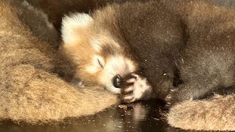 Uno de los pandas rojos nacidos en junio y ahora conocidos. Foto: Bio Topia de Dunkerque, al norte de Francia.