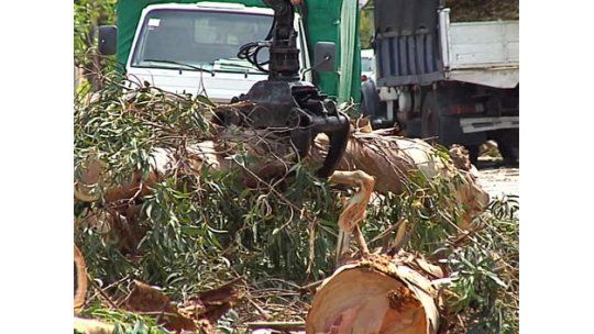 Oposición critica tratamiento de árboles por parte de IM