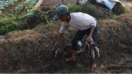 ratas vietnam