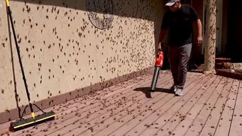 una impactante invasion de grillos abruma ciudad al norte de estados unidos