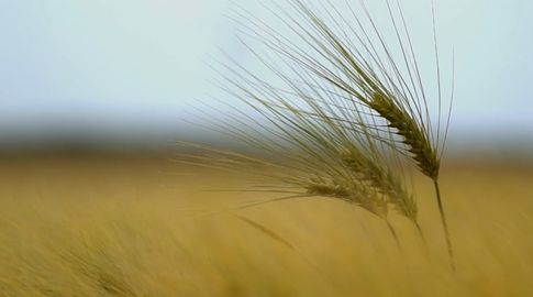Grupo inversor francés Soufflet transmitió al gobierno proyecto para instalar planta de cebada en Uruguay