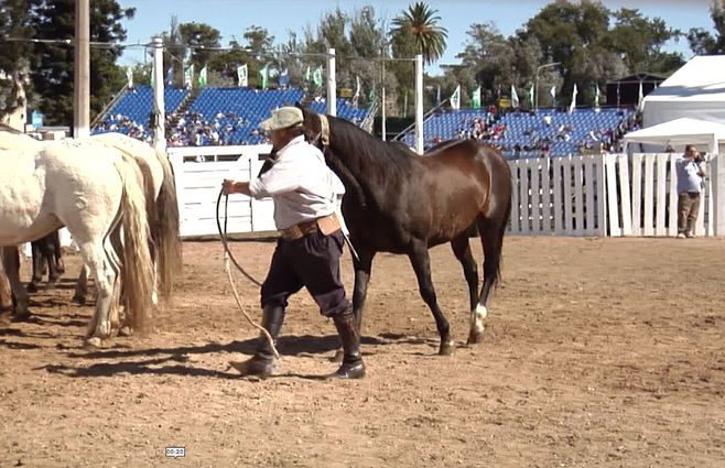 caballos-en-la-rural-del-prado.jpg