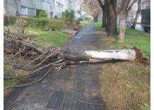 Cayó otro árbol en la vía pública de forma abrupta