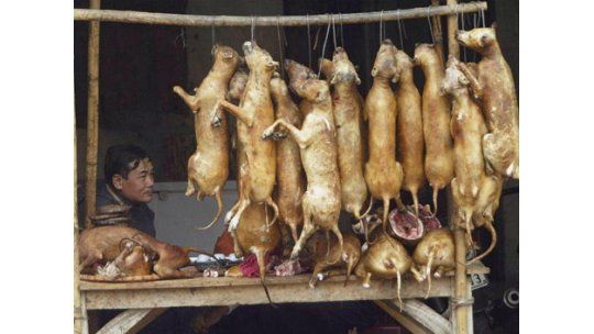 Violencia por robo de perros para consumo en Vietnam