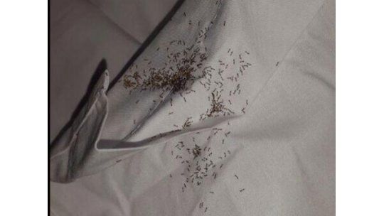 Policía cree que insectos en la cama de Muslera fueron colocados