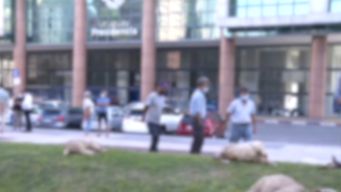 ovejas muertas y heridas en manifestacion de productores frente a presidencia
