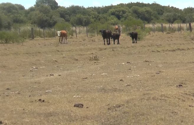 vacas-ganado-campo-sequia.jpg