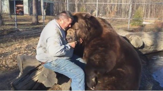 oso ruso