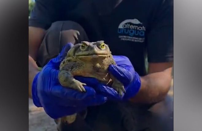 sapo-de-arena-gigante-piriapolis