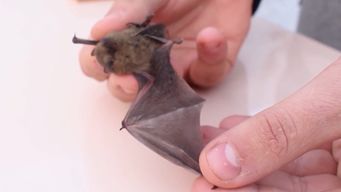 murcielago con rabia en montevideo: msp pide no alarmarse y recomienda vacunar a perros y gatos