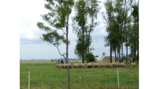 Ministerio de Ganadería financia proyectos de jóvenes rurales